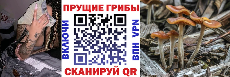 Псилоцибиновые грибы Psilocybine cubensis  Купить  Всеволожск 